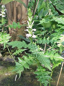 Аккант. Многолетние травянистые растения, реже полукустарники, высотой от 40 см до 2 м, с колючими листьями. Цветки белые или пурпурные, собраны в кисть.